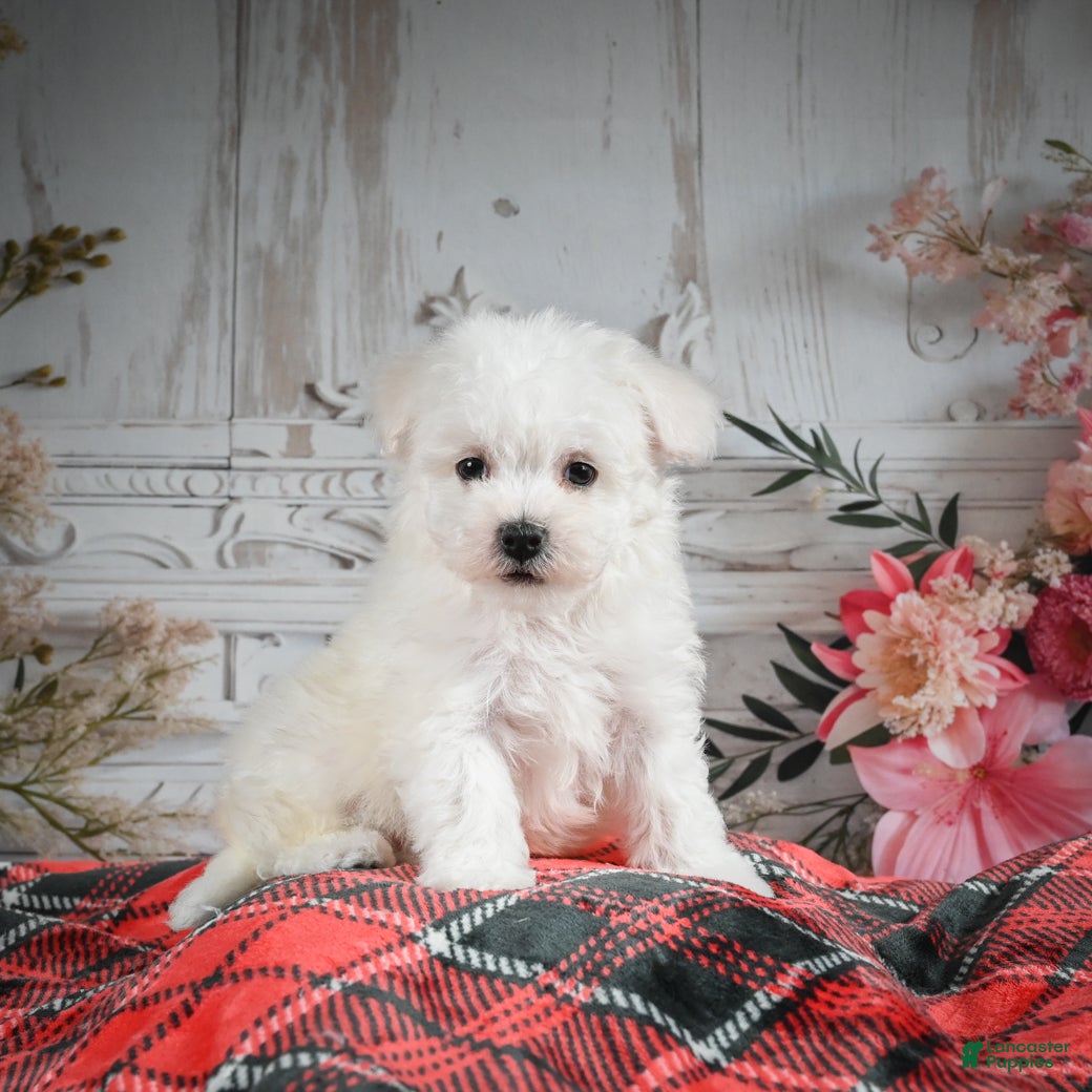 Bichon Frise dogs Meverick - Ad 7