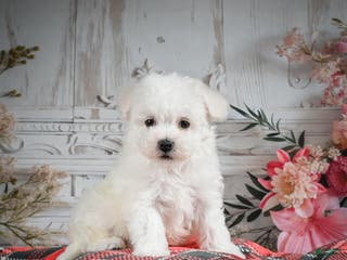 Bichon Frise dogs AKC-Meverick - Ad 5