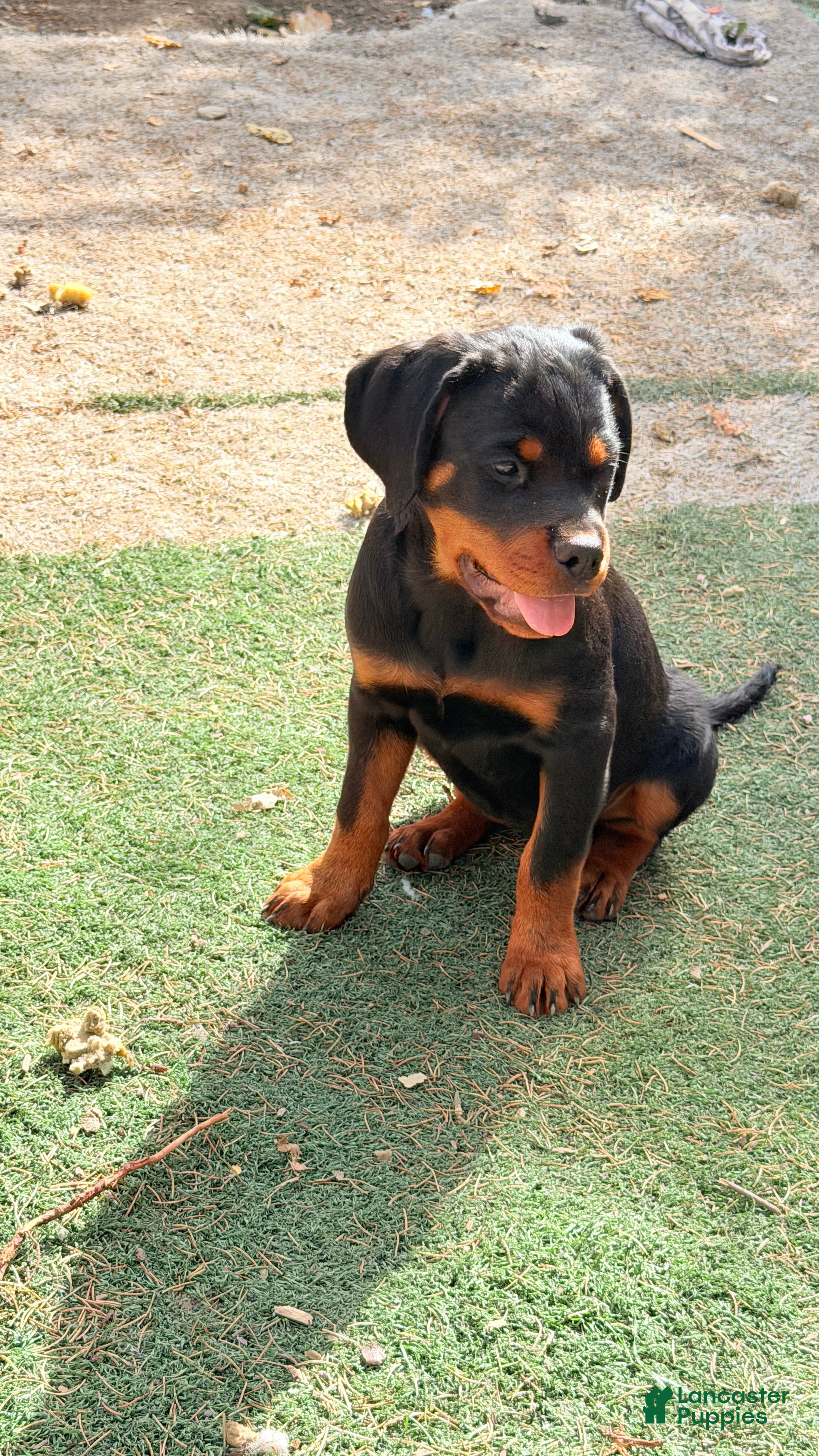 Rottweiler dogs  DD  - Ad 2