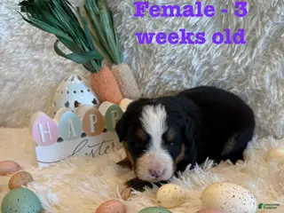 Bernese Mountain Dog dogs Bailey - Ad 9