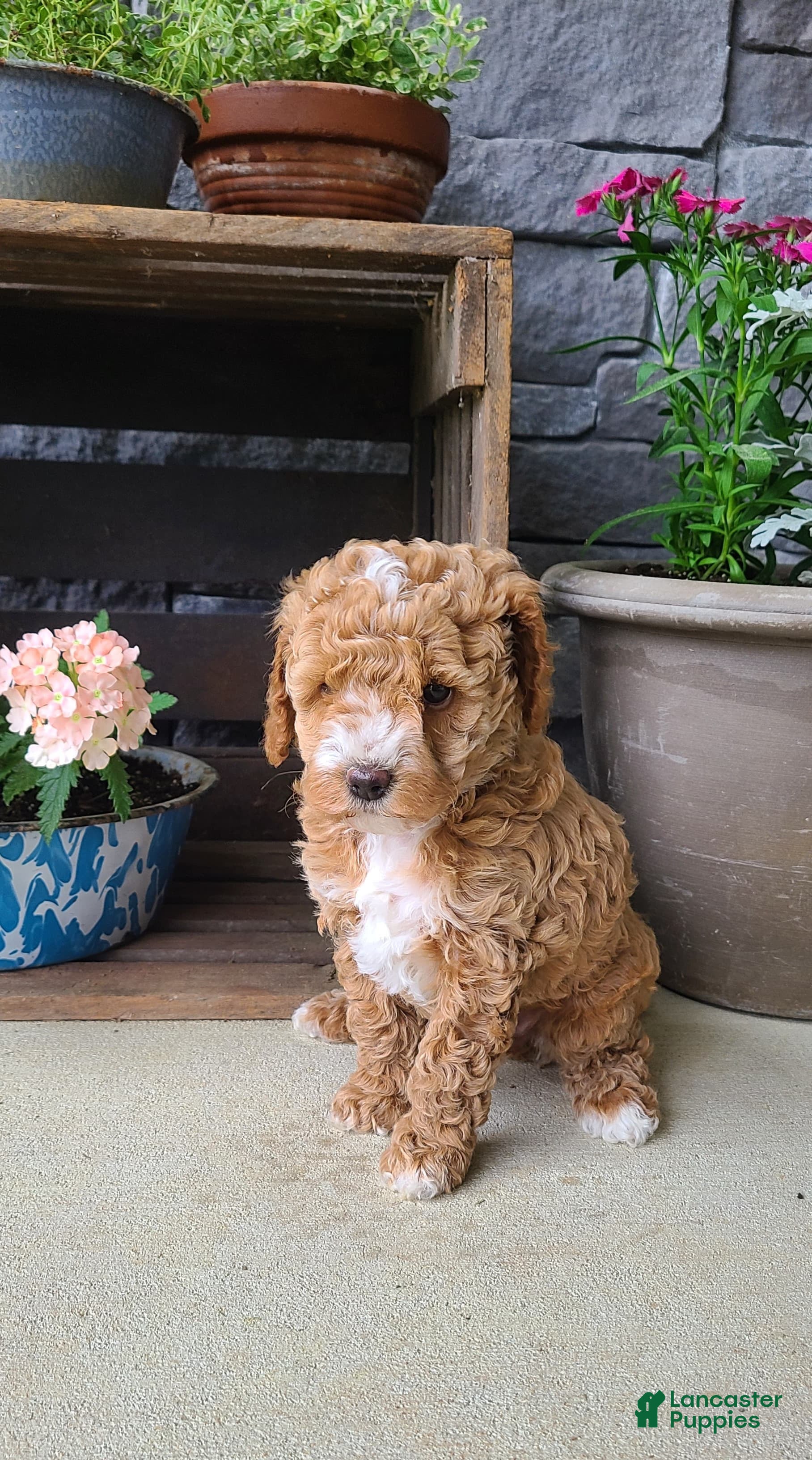 Cockapoo dogs for sale: Lexi - Ad 3