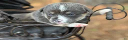 Mixed Breed dogs for sale: Bluie Full tail - Ad 18