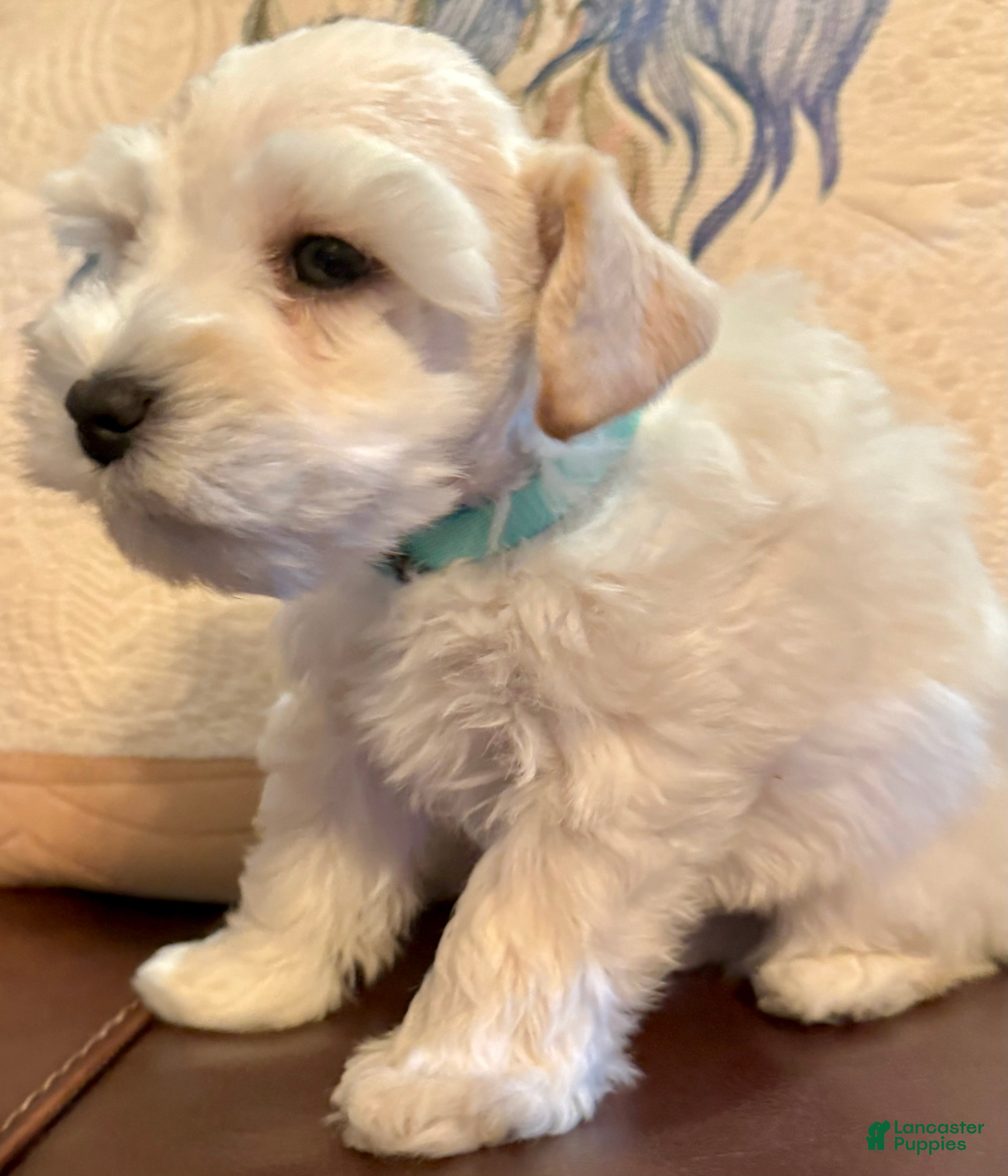 Miniature Schnauzer dogs Cameo - Ad 37