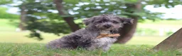 Yorkiepoo dogs for sale: Winston - Ad 8