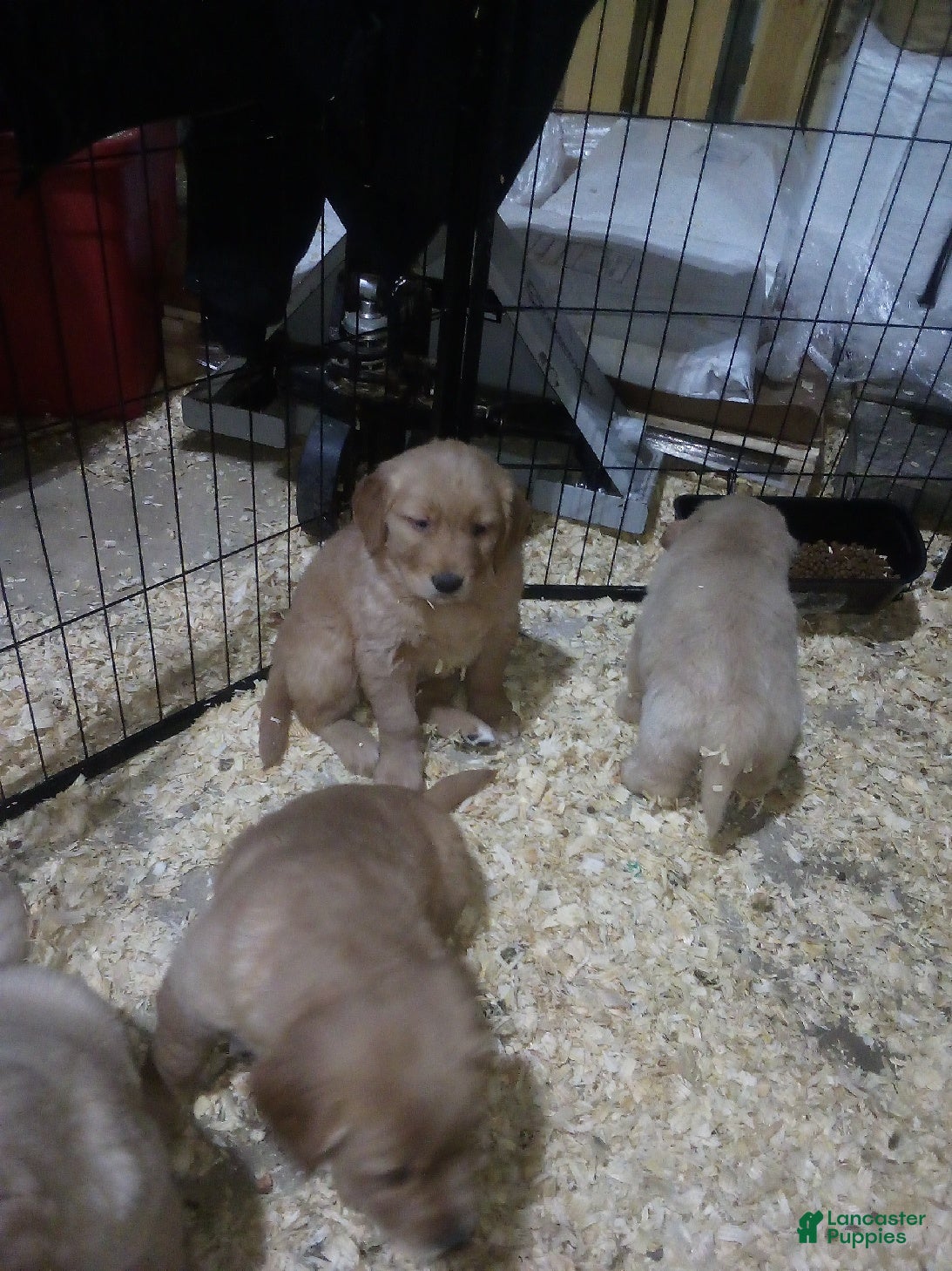 Golden Retriever dogs sampson - Ad 29