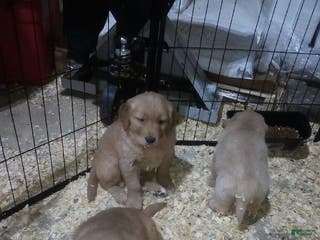 Golden Retriever dogs sampson - Ad 29