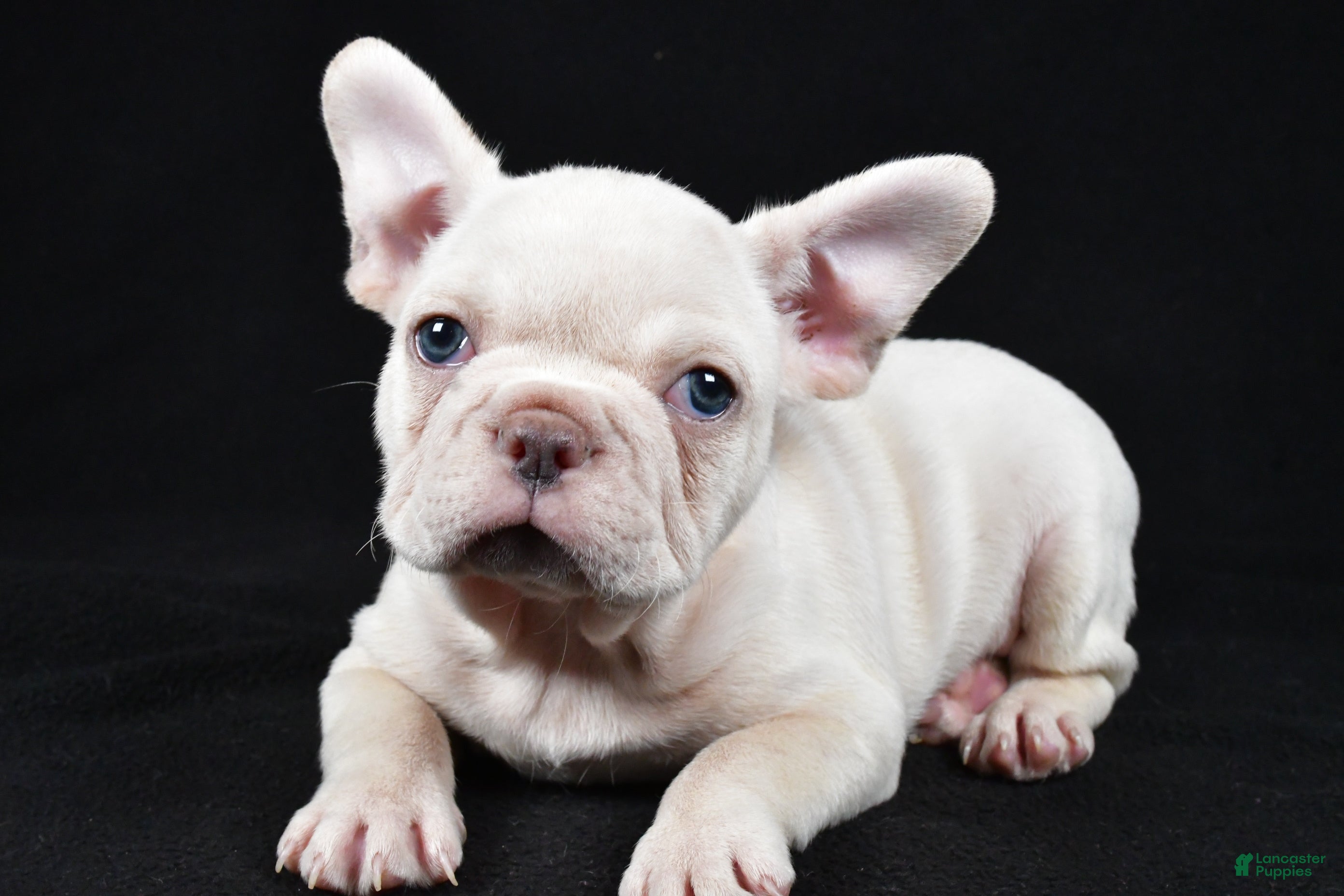 French Bulldog dogs Rudolph - Ad 32