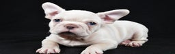 French Bulldog dogs for sale: Rudolph - Ad 1