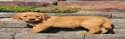 Golden Retriever dogs for sale: Chai - Ad 5