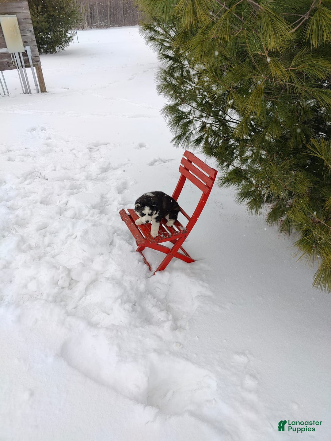 Siberian Husky dogs for sale: Lucy - Ad 5