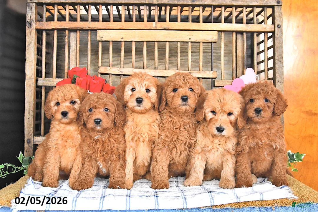 Mini Goldendoodle dogs for sale: Marshal - Ad 5