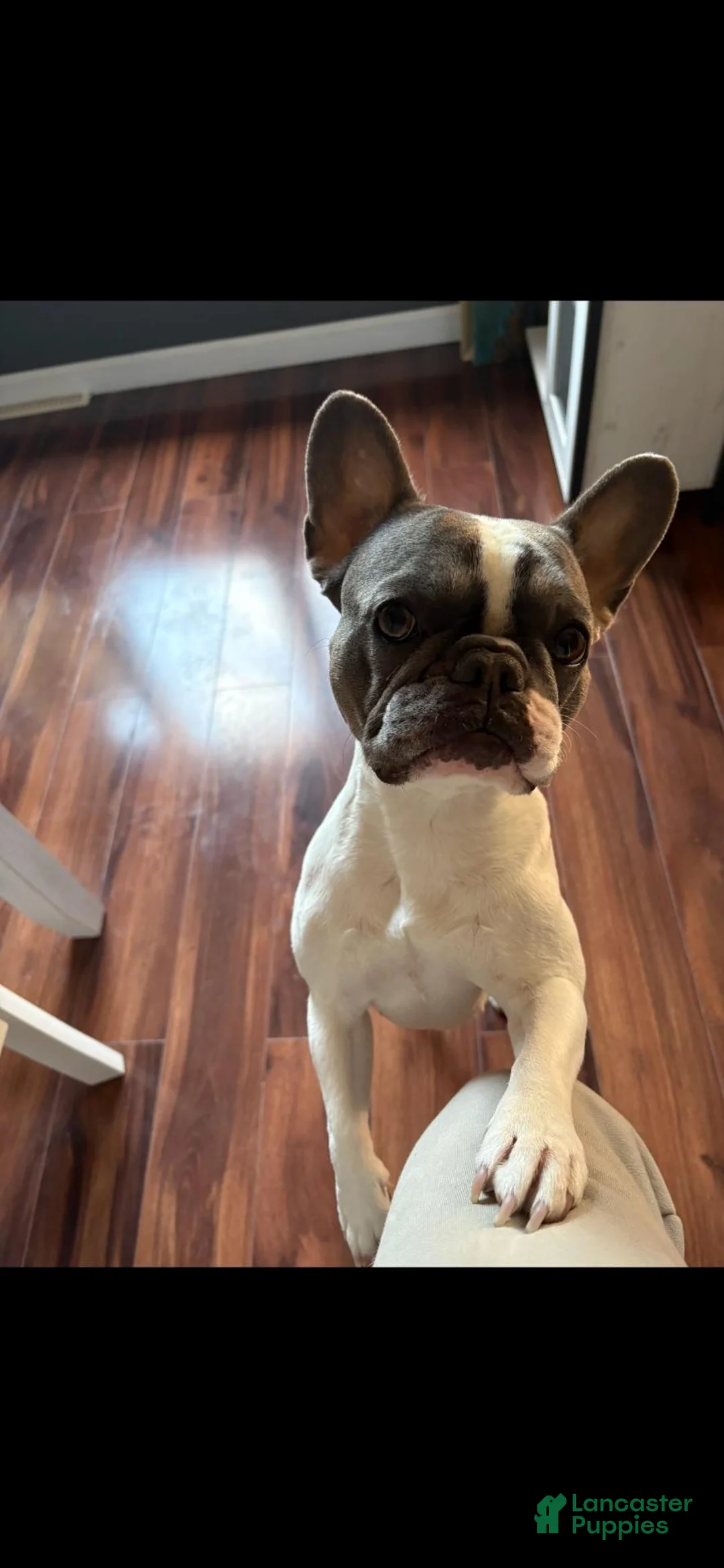 French Bulldog dogs for sale: Bubba - Ad 2