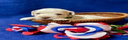 Cockapoo dogs for sale: Meeko - Ad 7