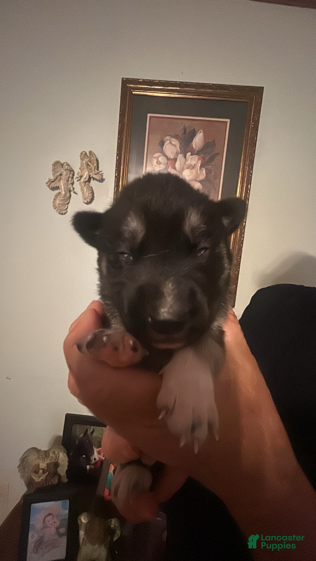 Mixed Breed dogs for sale: Mixed Breed Puppy 1 - Ad 8
