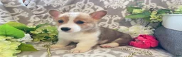Welsh Corgi Pembroke dogs for sale: Mikey - Ad 11