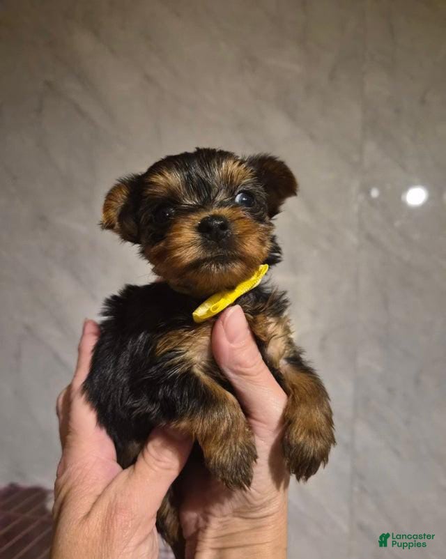 Yorkshire Terrier dogs  Chloe - Ad 8
