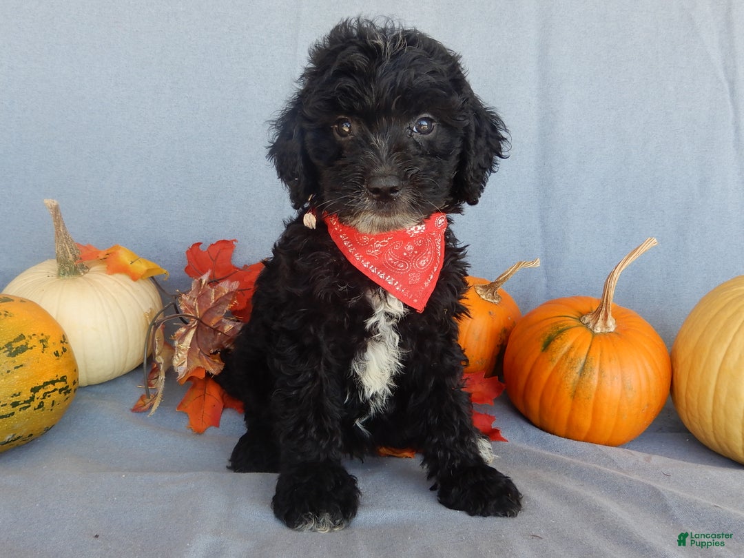 Sheepadoodle dogs for sale: Panda (medium) - Ad 54