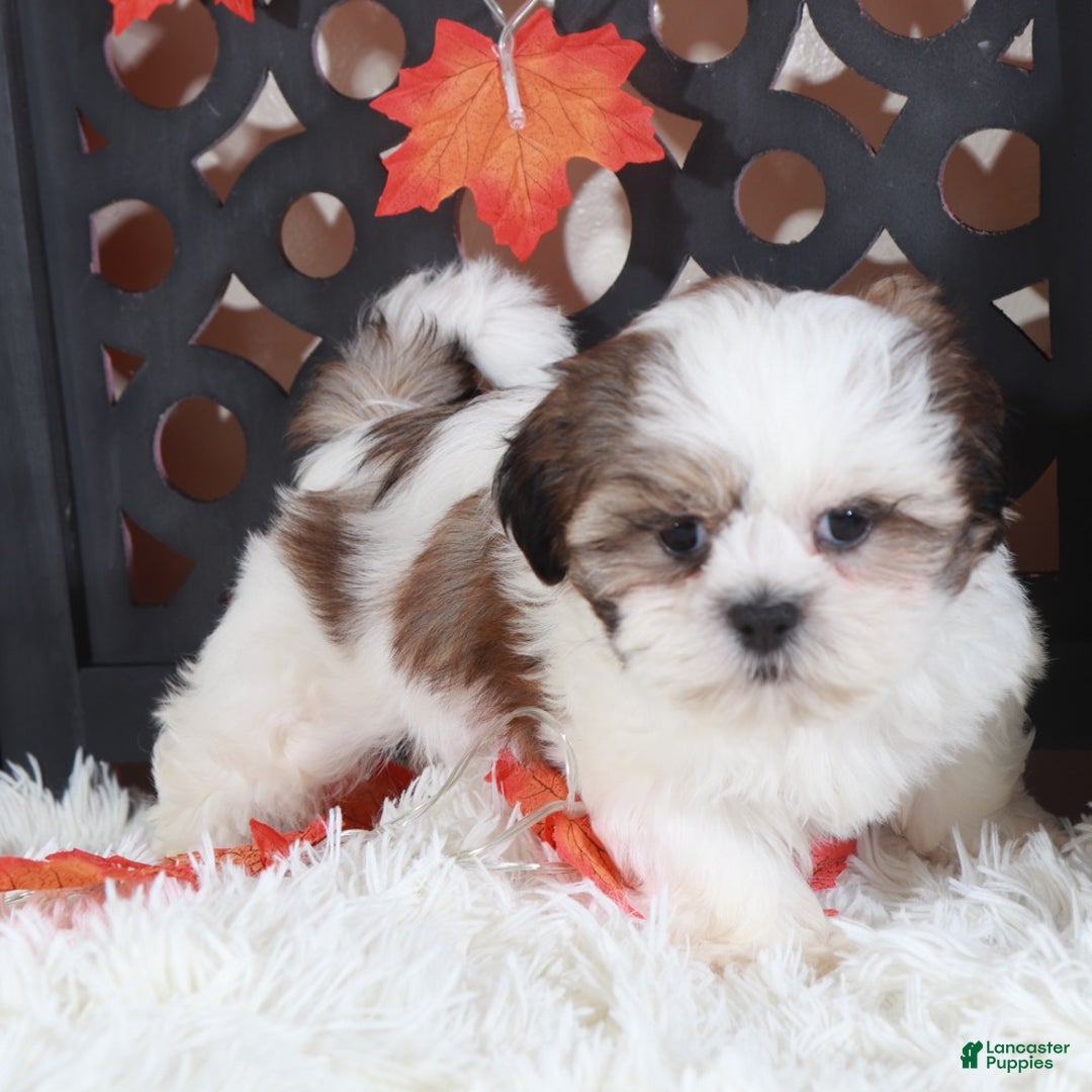 Shih Tzu dogs for sale: Pumpkin - Ad 1