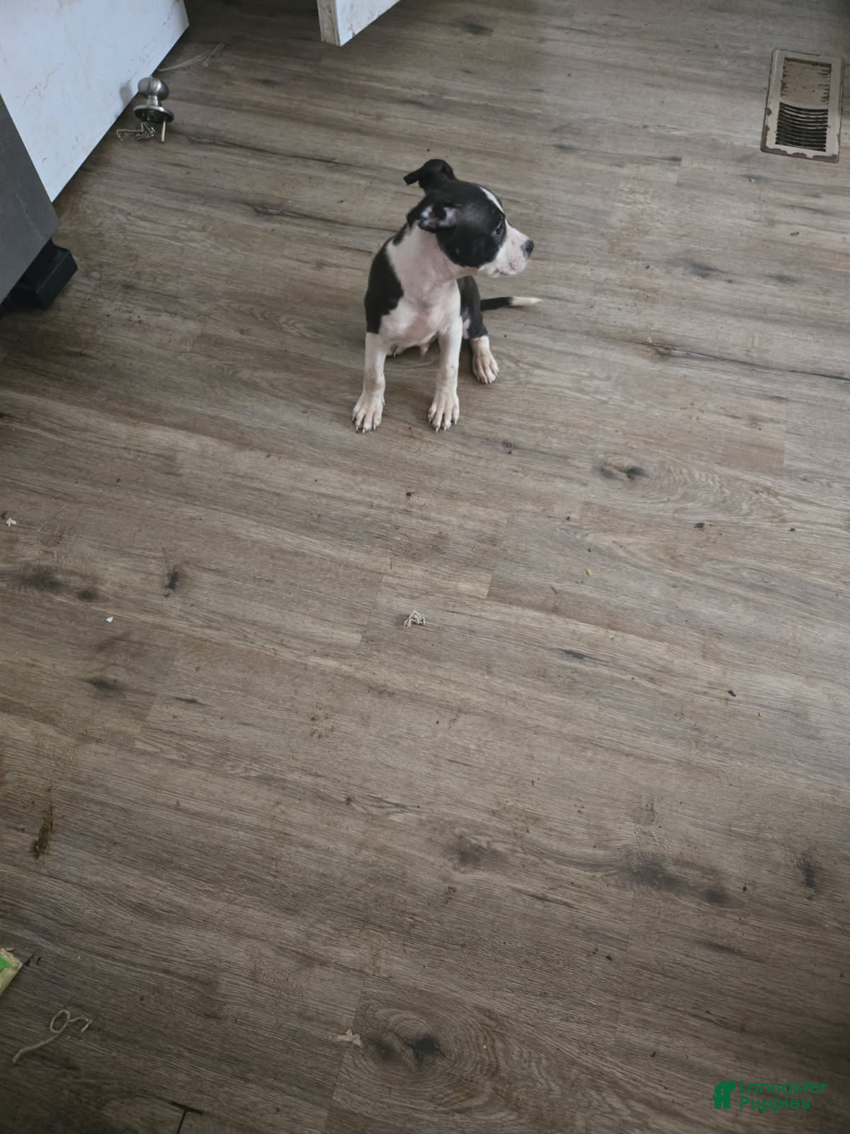 American Bully dogs Boy 2 - Ad 2