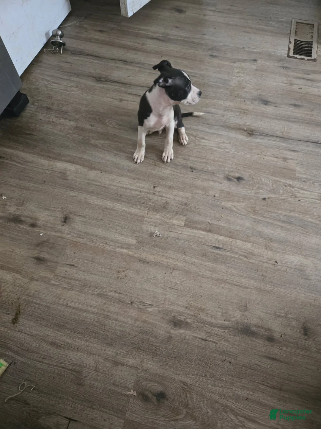 American Bully dogs for sale: Boy 2 - Ad 2