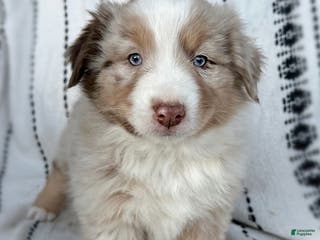 Miniature Australian Shepherd dogs Banks - Ad 19
