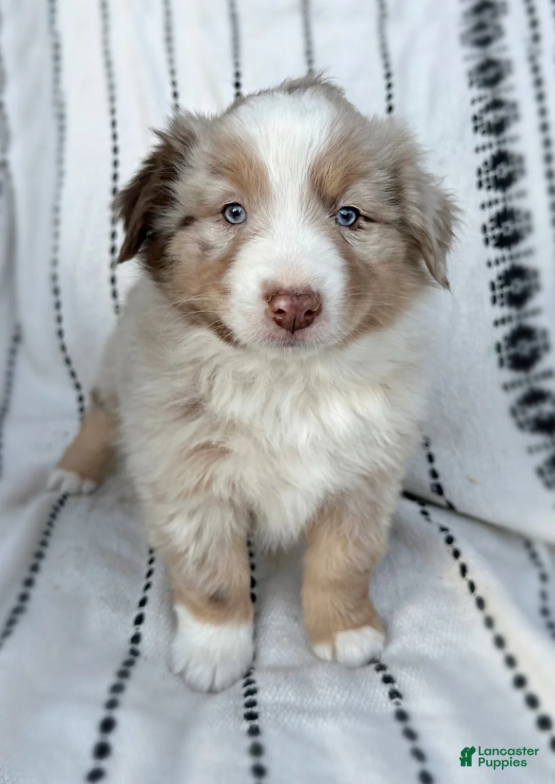 Miniature Australian Shepherd dogs for sale: Banks - Ad 3