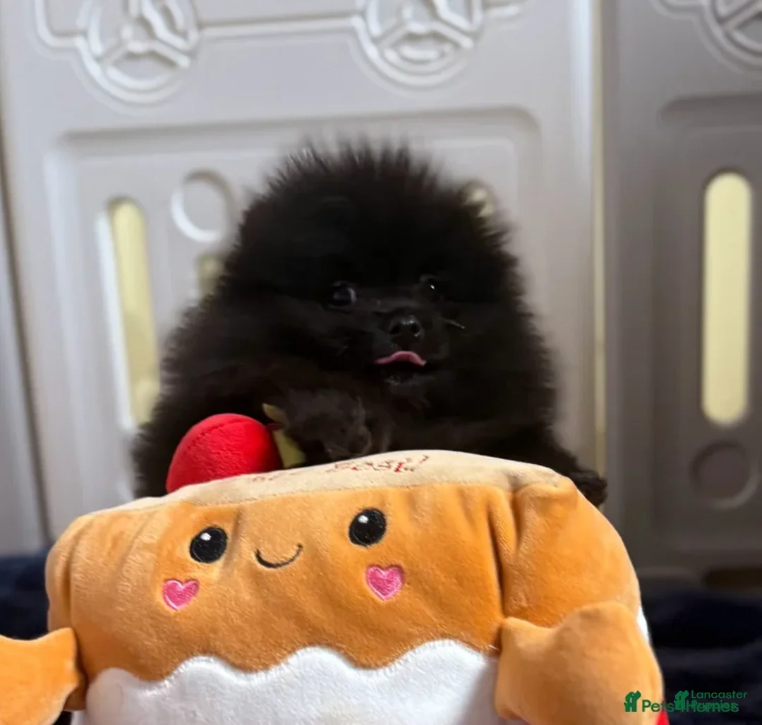 Pomeranian dogs for sale: Greg - Ad 30