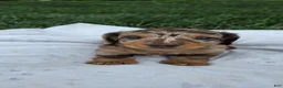 Miniature Dachshund dogs for sale: Cedar - Ad 4