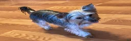 Yorkshire Terrier dogs for sale: Shayla - Ad 4