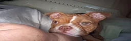English Bulldog dogs for sale: English Bulldog Puppy 1 - Ad 4