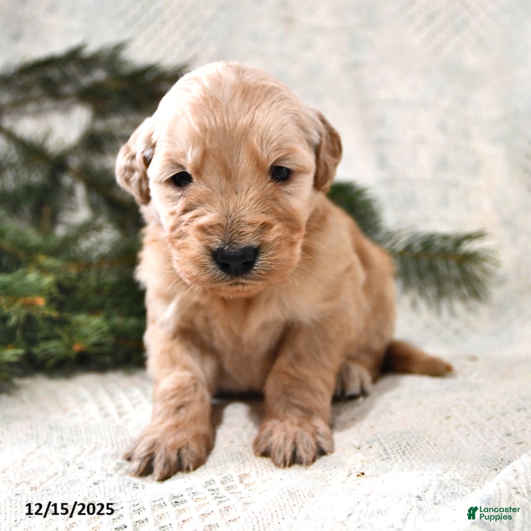 Goldendoodle dogs for sale: Biscuit - Ad 4