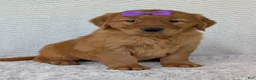 Golden Retriever dogs for sale: Miss Summer  - Ad 20