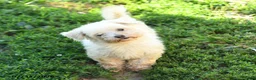 Maltese dogs for sale: Beau  - Ad 5