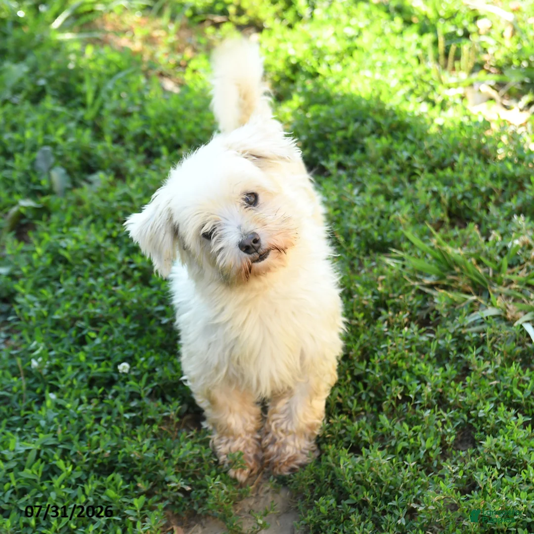 Maltese dogs for sale: Beau  - Ad 5
