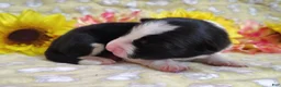 Border Collie dogs for sale: Piper - Ad 3