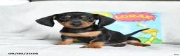 Miniature Dachshund dogs for sale: Lorax - Ad 4