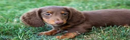 Miniature Dachshund dogs for sale: MARLEY - Ad 11
