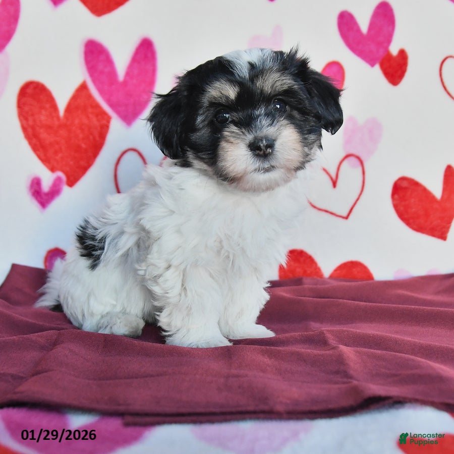 Havanese dogs Sparkle - Ad 11