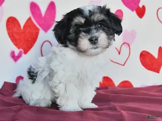 Havanese dogs Sparkle - Ad 11