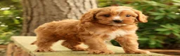 Cavapoo dogs for sale: Stella - Ad 5