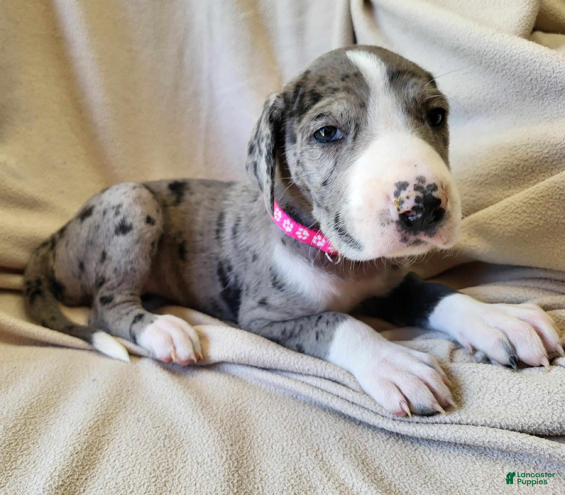 Daniff dogs Sky - Ad 1