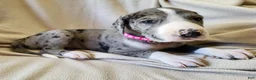 Daniff dogs for sale: Sky - Ad 1