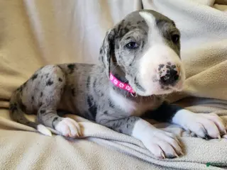 Daniff dogs Sky - Ad 1
