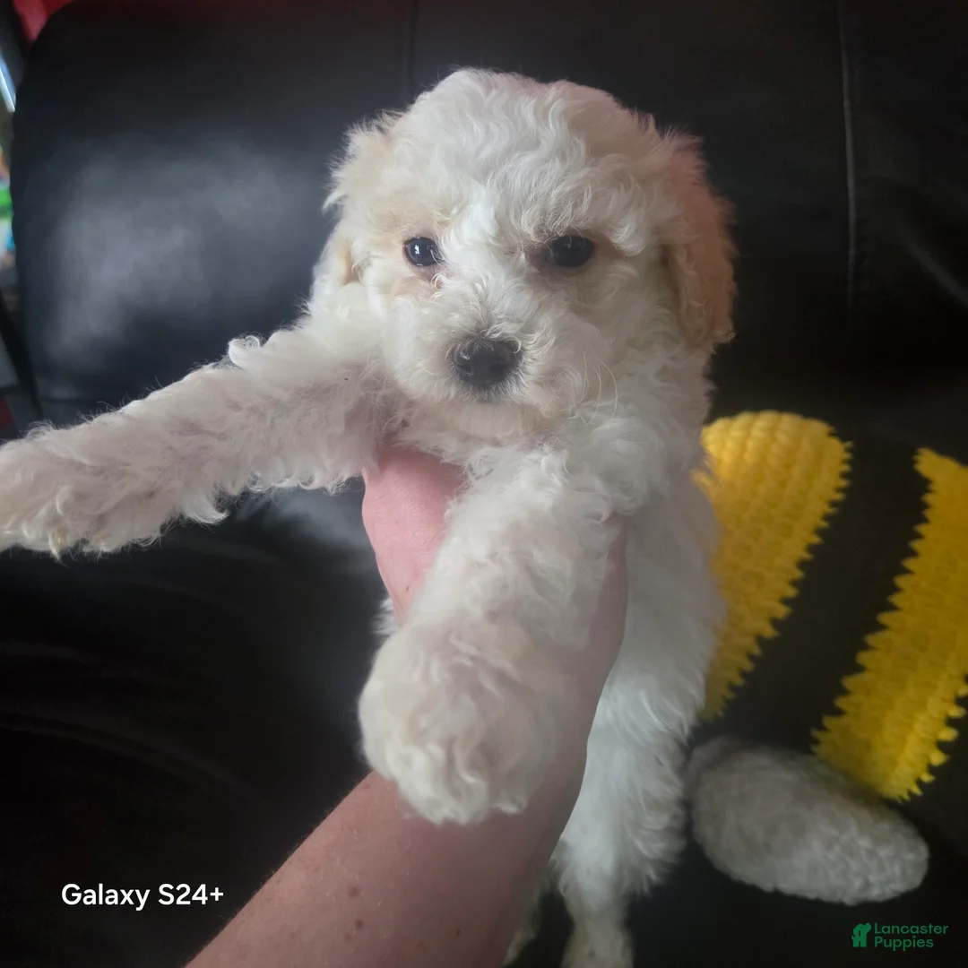 Havapoo dogs for sale: Havapoo Puppy 1 - Ad 1