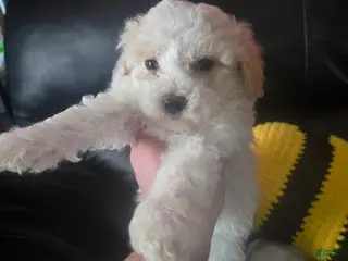 Havapoo dogs Havapoo Puppy 1 - Ad 5