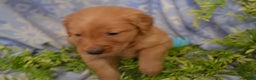 Golden Retriever dogs for sale: Arrow - Ad 4