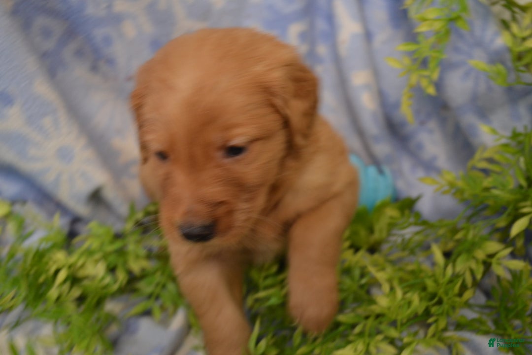 Golden Retriever dogs for sale: Arrow - Ad 4