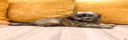 Shihpoo dogs for sale: Jewel - Ad 5