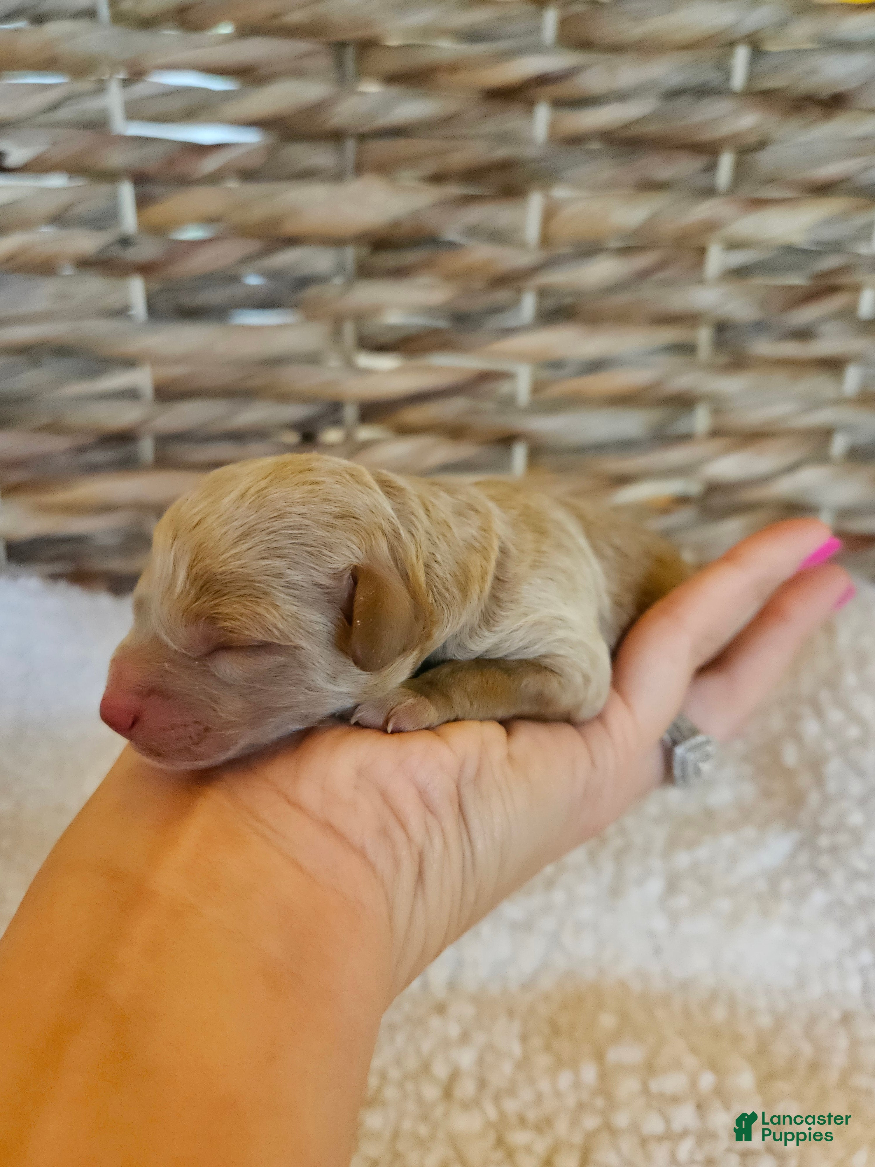 Cavapoo dogs Willie - Ad 19