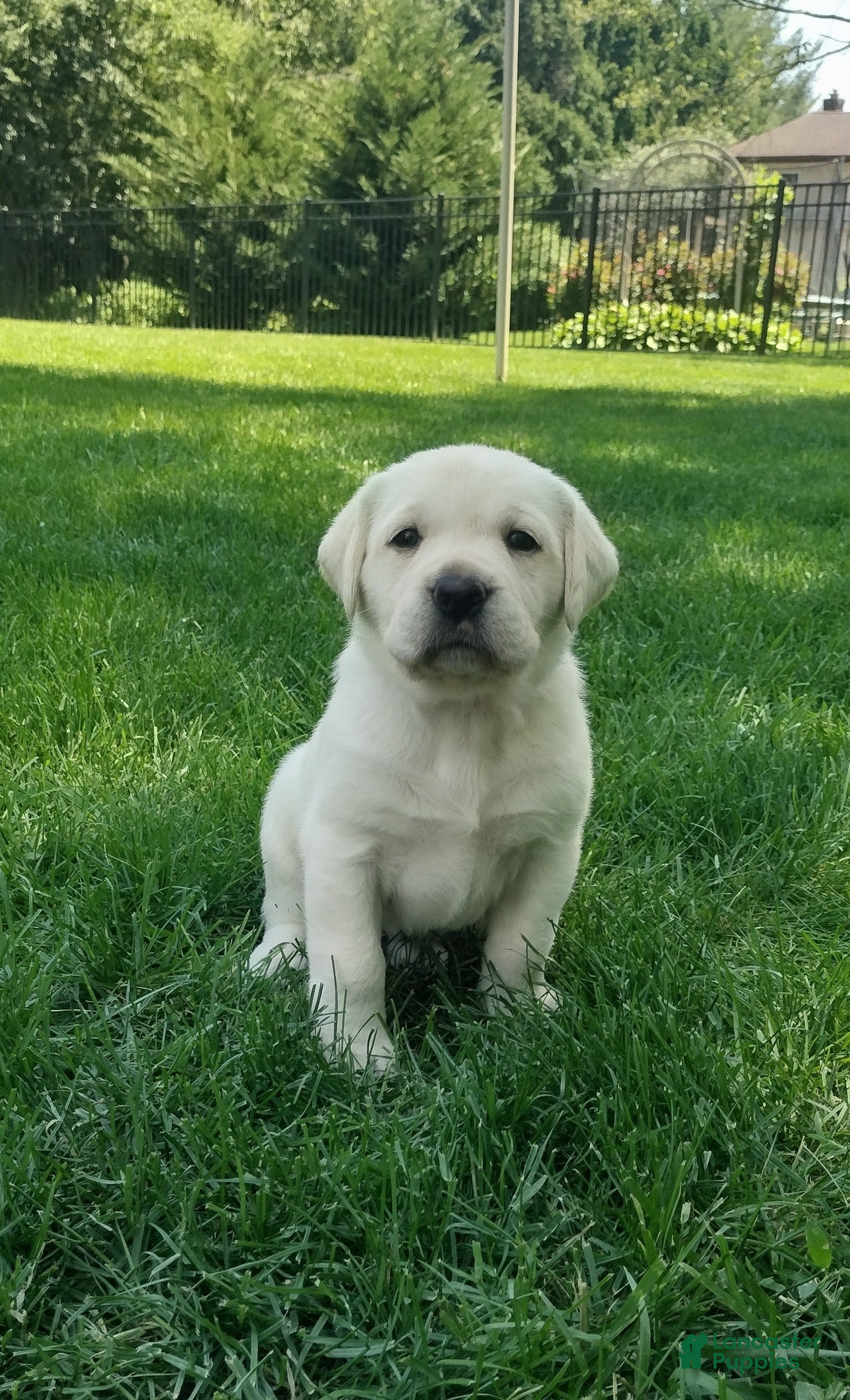 Labrador Retriever dogs Bella - Ad 1